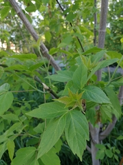 Acer negundo