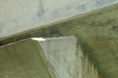 Phoenicurus ochruros