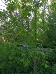 Acer negundo