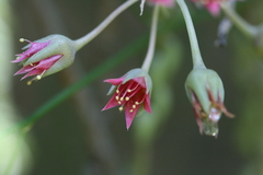 Sedum morganianum
