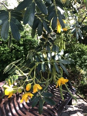 Senna multiglandulosa