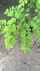 Robinia pseudoacacia