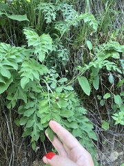 Psephellus daghestanicus