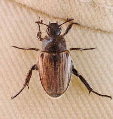 Strigoderma arbicola