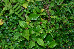 Ficus tannoensis