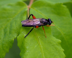 Chalcosyrphus valgus