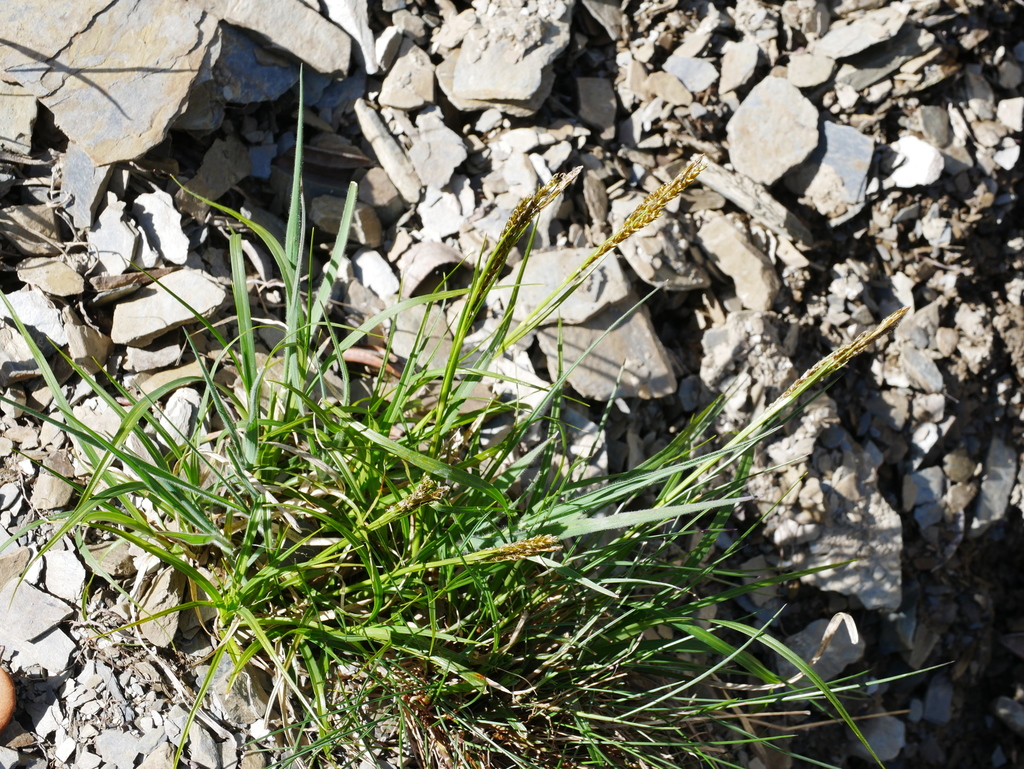 Carex brachyanthera