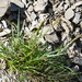Carex brachyanthera - Photo (c) Jacy Chen, algunos derechos reservados (CC BY), subido por Jacy Chen