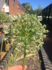 Allium giganteum