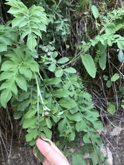 Psephellus daghestanicus