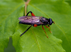 Chalcosyrphus valgus