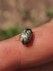 Calligrapha multipunctata