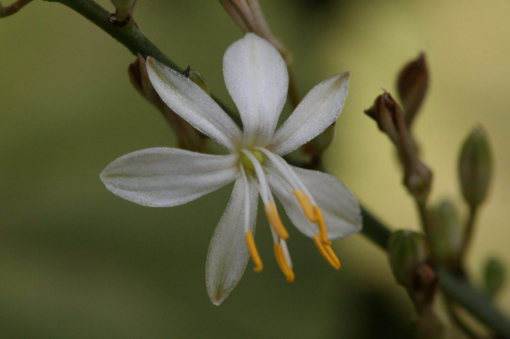 Chlorophytum comosum - Wikipedia