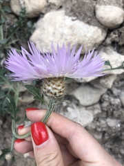 Psephellus daghestanicus