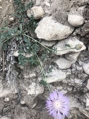 Psephellus daghestanicus