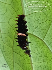 Pachliopta aristolochiae