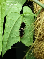 Pachliopta aristolochiae