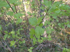 Betula divaricata