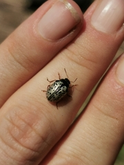 Calligrapha multipunctata