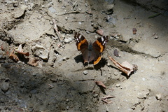 Vanessa atalanta