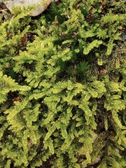 Hypnum plumaeforme