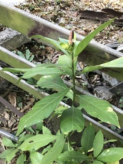 Justicia ventricosa