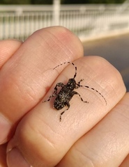 Aegomorphus obscurior