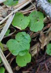 Chrysosplenium serreanum