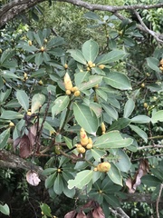 Machilus chekiangensis