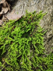 Hypnum plumaeforme