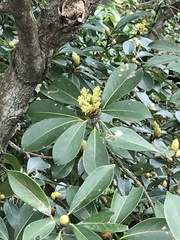 Machilus chekiangensis