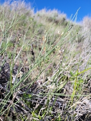 Astragalus convallarius