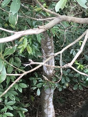 Machilus chekiangensis