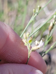 Astragalus convallarius
