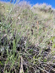 Astragalus convallarius