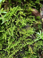 Hypnum plumaeforme