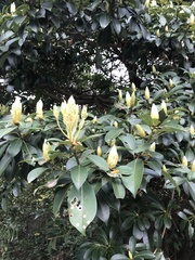 Machilus chekiangensis