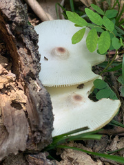 Leucoagaricus meleagris