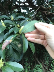 Machilus chekiangensis