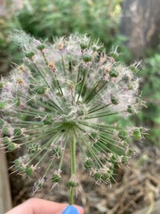 Allium cepa