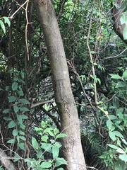 Machilus chekiangensis