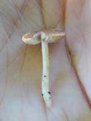Basidiomycota