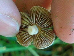Basidiomycota