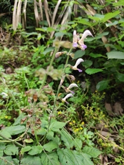 Salvia bowleyana