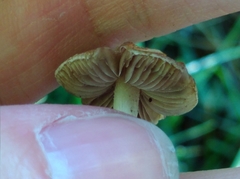Basidiomycota