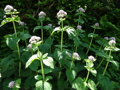 Valeriana pyrenaica