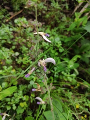 Salvia bowleyana