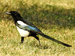 Pica pica
