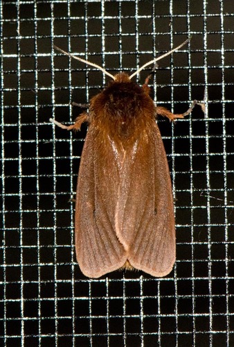 Rudoji meškutė nuotrauka