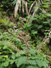 Salvia bowleyana